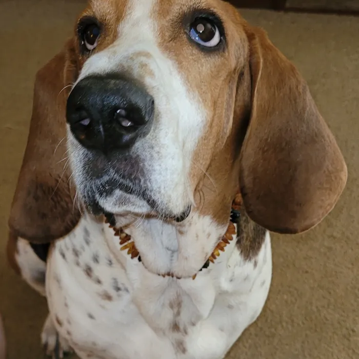 Baltic Essentials Necklaces Dog or Cat Pet Baltic Essentials Amber Repel Flea and Tick Collar Raw Multi