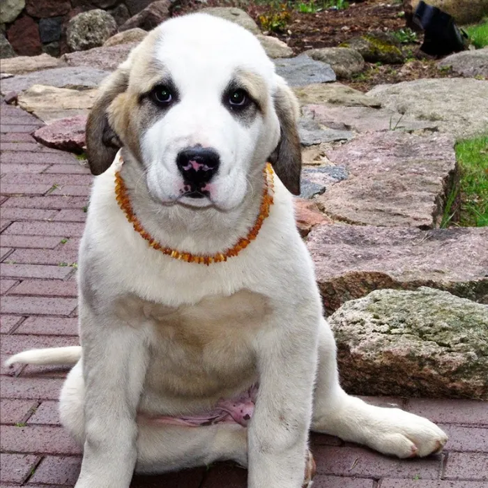 Baltic Essentials Necklaces Dog or Cat Pet Baltic Essentials Amber Repel Flea and Tick Collar Raw Multi