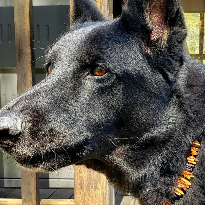 Baltic Essentials Necklaces Dog or Cat Pet Baltic Essentials Amber Repel Flea and Tick Collar Raw Multi