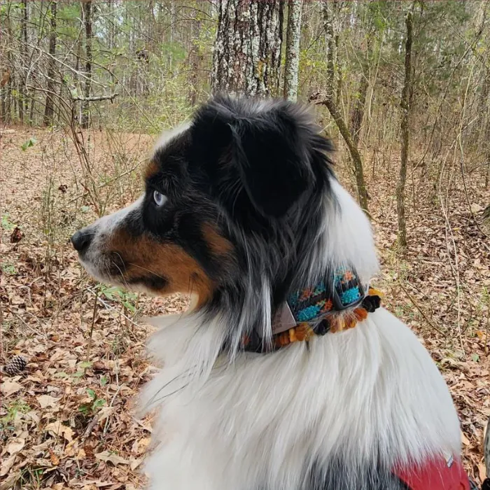 Baltic Essentials Necklaces Dog or Cat Pet Baltic Essentials Amber Repel Flea and Tick Collar Raw Multi